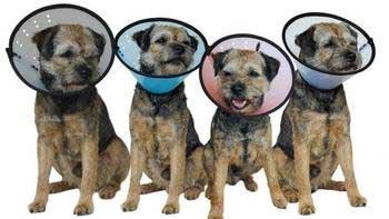 Smart Collar Elizabethan Rigid Size 2