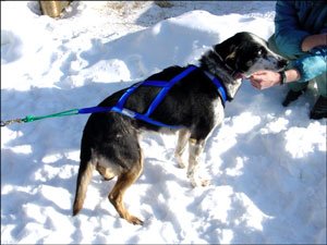 Canadog Collared Lightweight Fleece Dog Harness