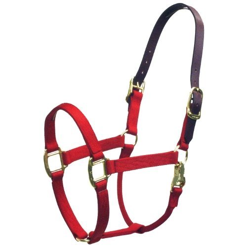 Accent Coastalpet 1 pouce Lalter pour les chevaux