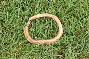 Open Range Water Buffalo Bully Ring Large 35ct