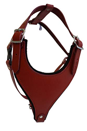 Leather Dog Harness, Felt Padded, Medium, Black, 100% Genuine Argentinean Leather (Malibu) For Med breeds. Neck sizes: 10.5