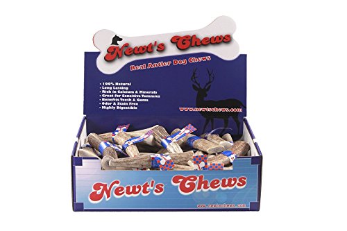 Newt's Chews 21053 Premium ELK Antler Petit/Moyen 5-7 pouces 30/Display