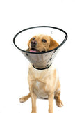MDC Pet Products Dog Smart Collar (12-16in) (May Vary)