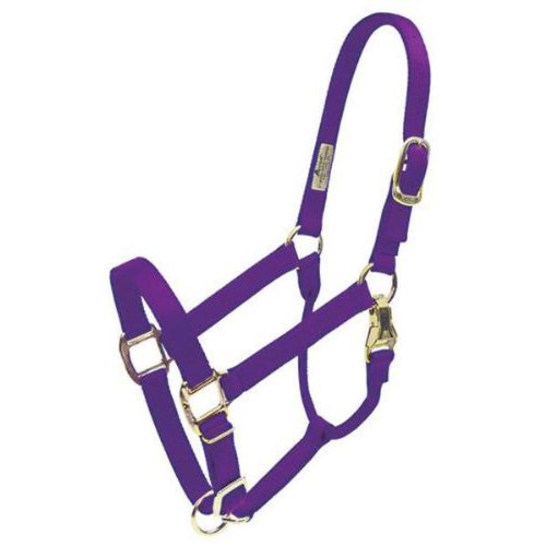 Coastalpet Accent 1-Inch Deluxe Halter with Equi-Snap & Chin Adjustment