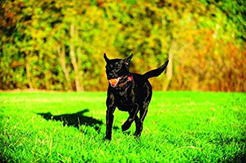 Chuckit! Tennis Ball