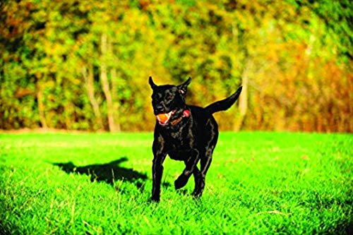 Chuckit! Tennis Ball