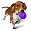 PetSafe Twist 'n Treat Dog Toy, Use with Food or Treats