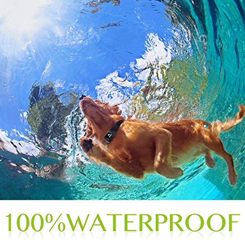 Dog Training Collar Rechargeable & Waterproof 660yd Remote training 2 dogs