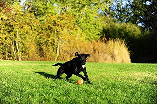 Chuckit! Tennis Ball