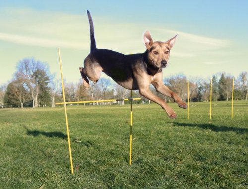 Outward Hound Kyjen  DG40105 Doggie Obstacle Course Kit with Starter Kit with Dog Tunnel Weave Pole High Jump Obstacles, Large, Red