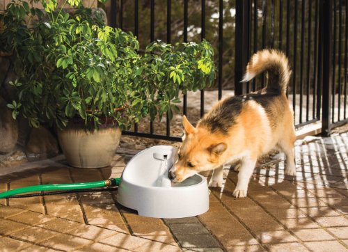 PetSafe Drinkwell Everflow Indoor/Outdoor Water Fountain