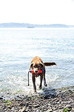 Chuckit matériel canin! Jouet flottant amphibie pour pare-chocs