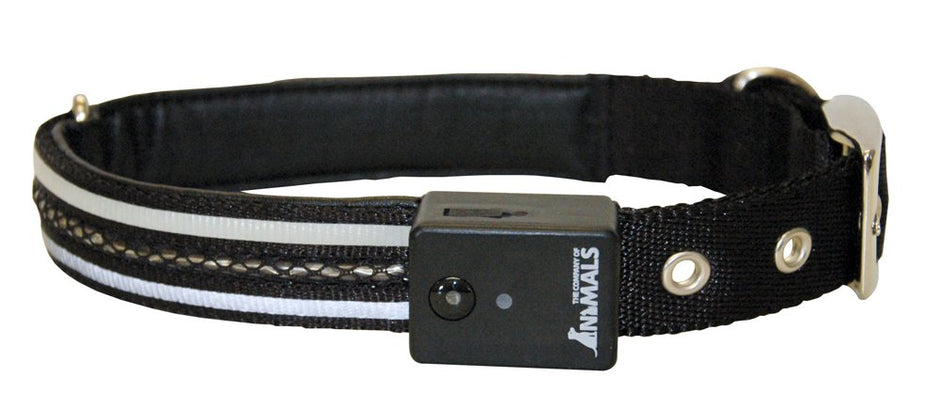 Vivid Dog Collar