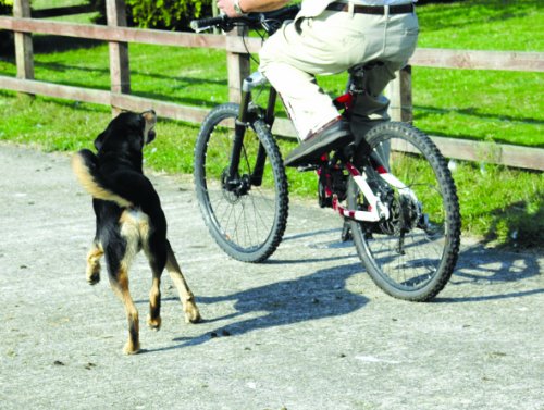 The Company of Animals Pet Corrector