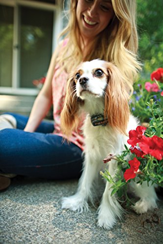 PetSafe Elite Little Dog In-Ground Fence