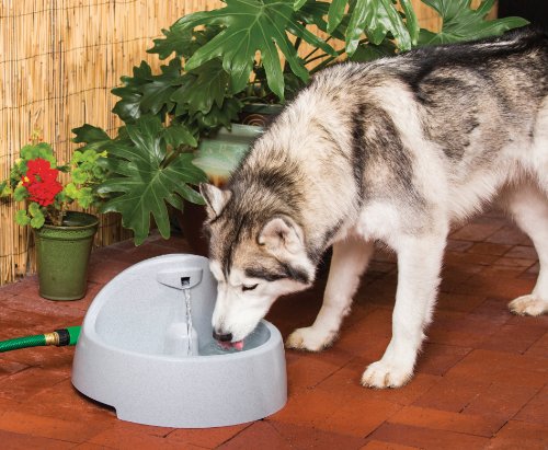 PetSafe Drinkwell Everflow Indoor/Outdoor Water Fountain
