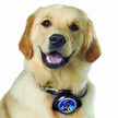 Leashocket Hands Free Dog Lash - Magnétiquement s'attache au col ou au harnais de chien