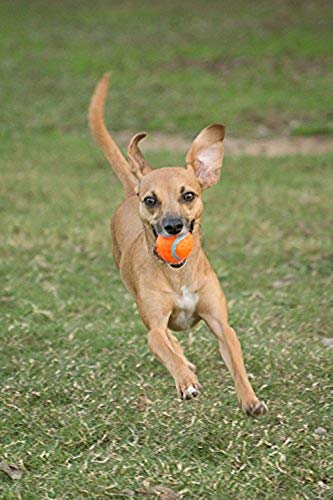 Chuckit! Tennis Ball