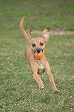 Chuckit! Balle de tennis