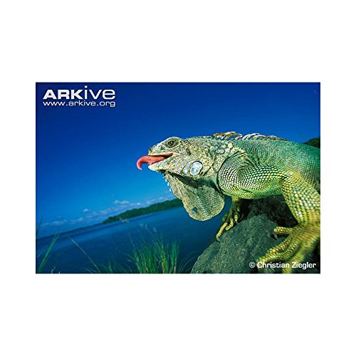 Barrons Av7209 Green Iguana Hand Book
