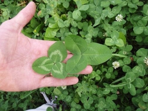 Backyard Wildlife Food Plots Superbuck