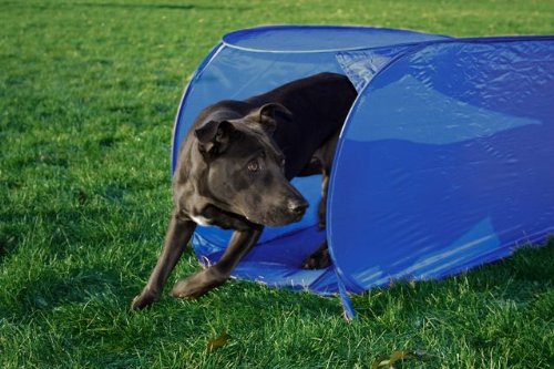 Outward Hound Kyjen  DG40105 Doggie Obstacle Course Kit with Starter Kit with Dog Tunnel Weave Pole High Jump Obstacles, Large, Red