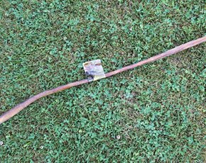 Stick Buffalo Buffalo Buffalo Stick 22inch-24inch 25CT
