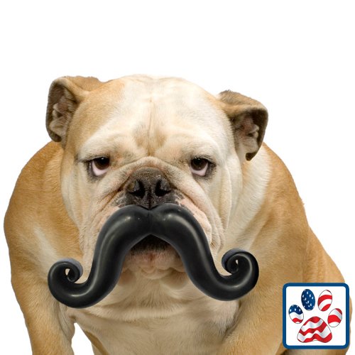 Jouet Junior Humunga Stache Chien