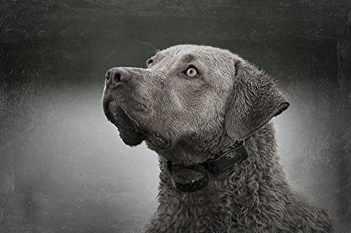 SportDOG Brand SDR-AS Add-A-Dog-Receiver/Collar Only