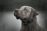SportDOG Brand SDR-AS Add-A-Dog-Receiver/Collar Only