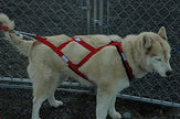 Canadog Regular X-Back Rigstop Lined Harness For Dog