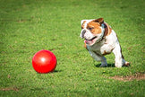 La compagnie des animaux Bomer Ball