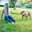 PetSafe In-Ground Fence Receiver Collars for Cats and Dogs, Waterproof, Tone and Static Correction