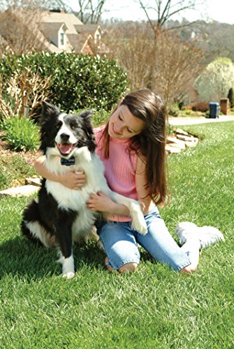PetSafe Deluxe Bark Collar for Dogs 3.6 kg and Up, Waterproof, 18 Adjustable Levels of Static Stimulation