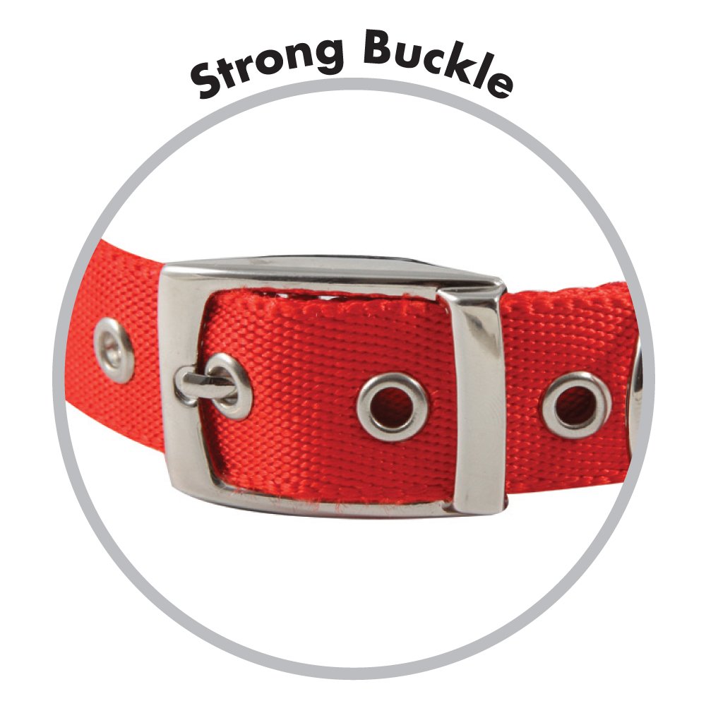Vivid Dog Collar