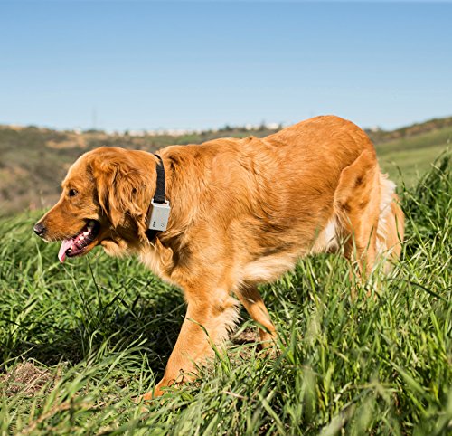 Compagnie des animaux Clix NO BARK Collar