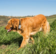 Compagnie des animaux Clix NO BARK Collar