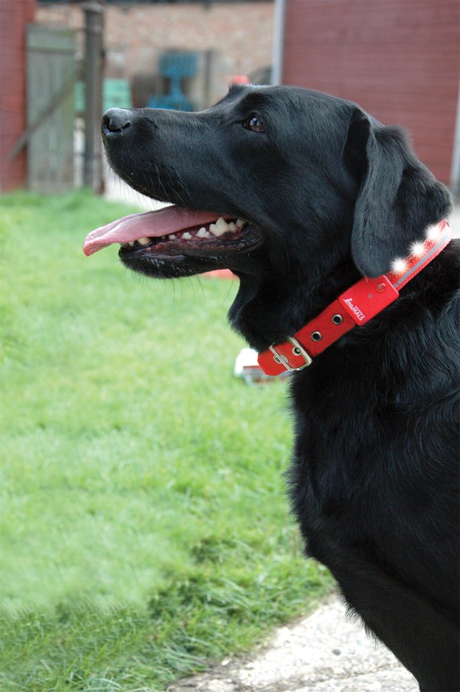 La compagnie des animaux collier de chiens moyens moyens, noir