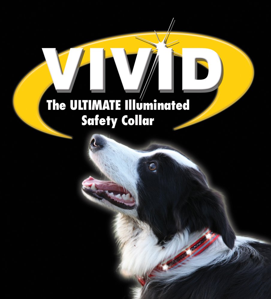 Vivid Dog Collar