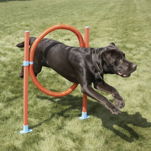 Lixit Jump Hoop Dog Agility Starter Equipment by Lixit