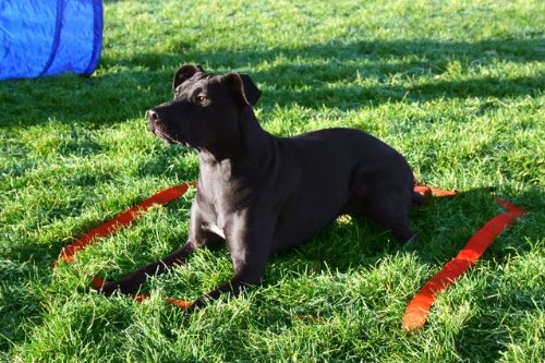 Hound Hound Kyjen DG40100 Kit de démarrage d'agilité pour chiens avec tunnel de chien tisser les obstacles à saut en hauteur, grand, rouge