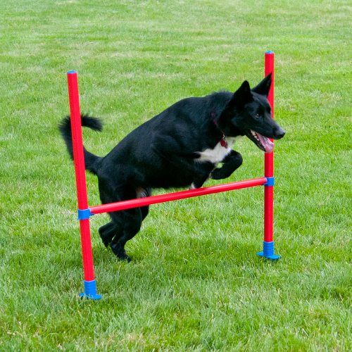 Lixit Jump Bar Dog Agility Starter Equipment