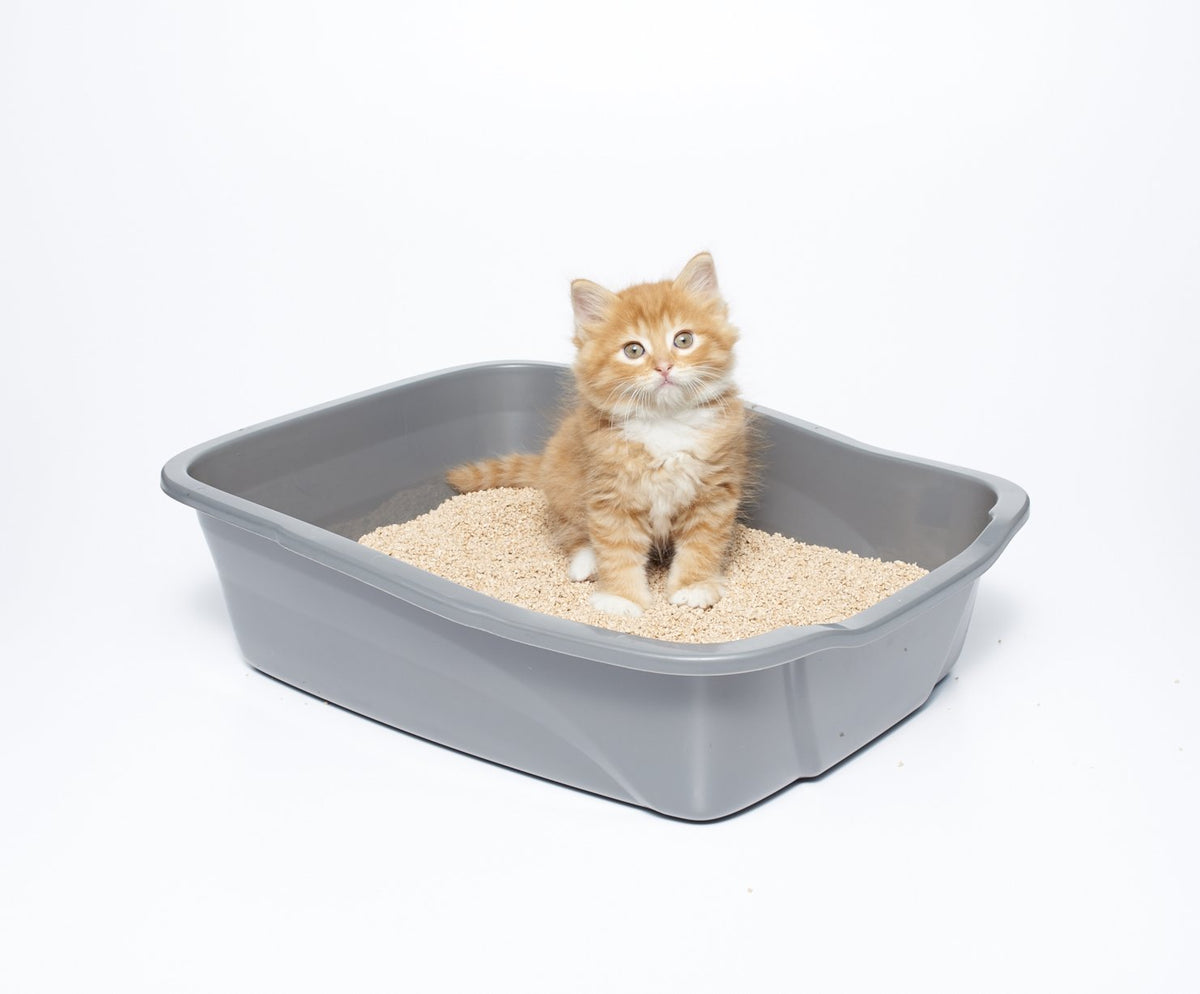 sWheat Scoop Multi-Cat All-Natural Clumping Cat Litter