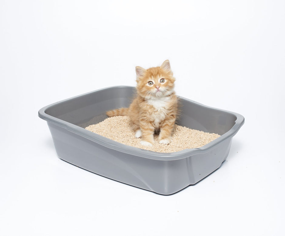 sWheat Scoop Multi-Cat All-Natural Clumping Cat Litter