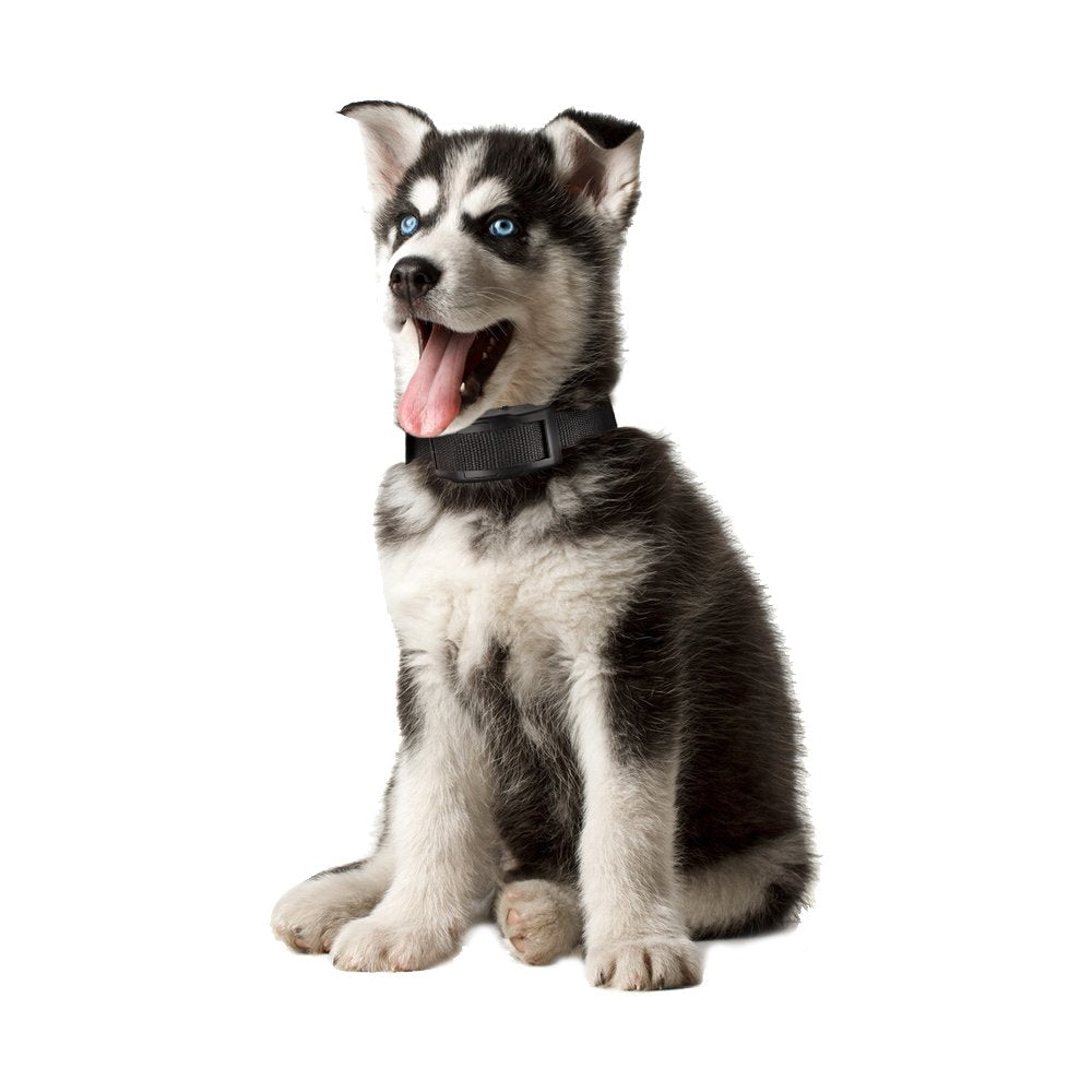 No Bark Collar Anti Barking Olycism Static shock &Deep Dog Collar No Harm No Pain Vibration 7 Sensitivity Levels Adjustable for Medium Large Small Good Behavior Training(2017 upgrade version)