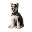 No Bark Collar Anti Barking Olycism Static shock &Deep Dog Collar No Harm No Pain Vibration 7 Sensitivity Levels Adjustable for Medium Large Small Good Behavior Training(2017 upgrade version)