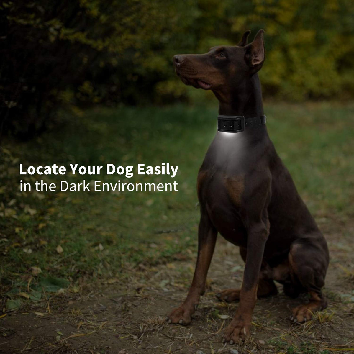 Dog Training Collar