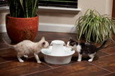 PetSafe Drinkwell Porcelain Avalon Pet Fountain