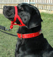 Halti Dogs Headcollar - Red - Size 4