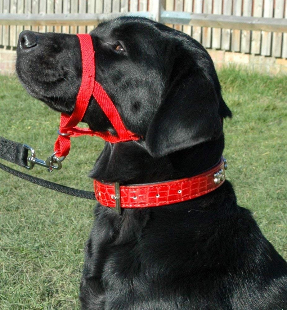 Company of Animals Halti Headcollar, Size 2, Red